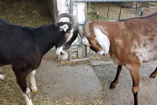 3 Common Goat Behaviors Explained
